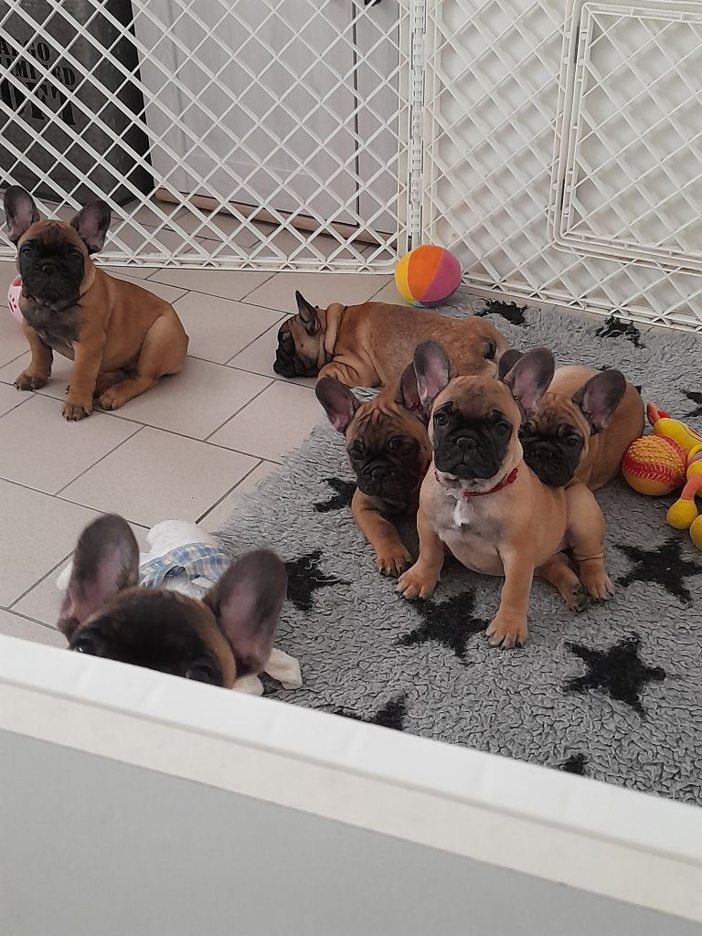 chiot Bouledogue français Au Royaume Des Petits Kara