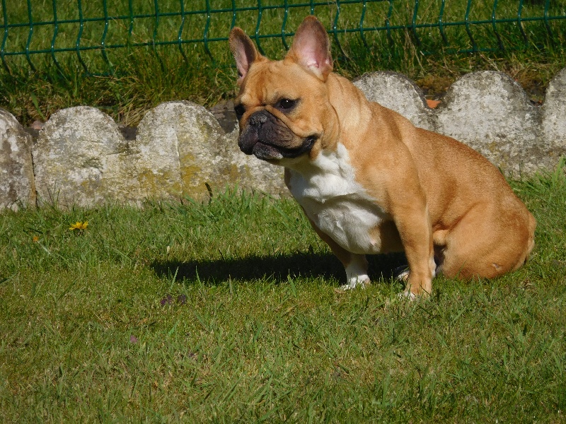 Jade Au Royaume Des Petits Kara